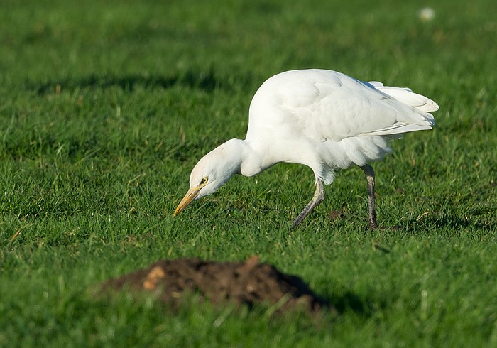 Cattle Egret