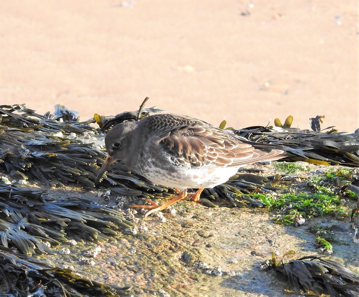 Purple Sandpiper