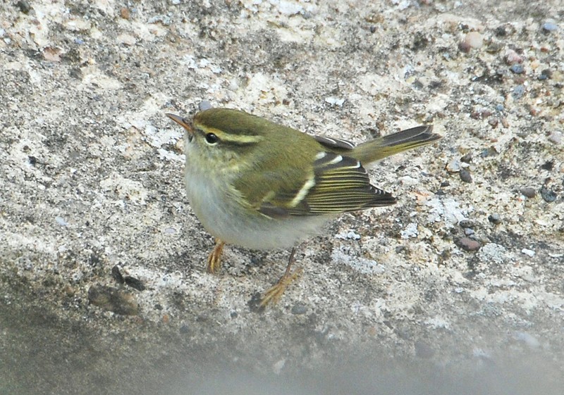 Yellow-browed Warbler