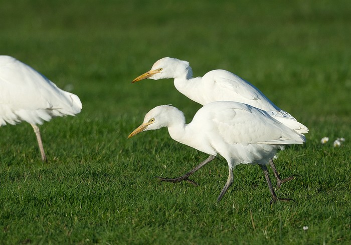 Cattle Egret