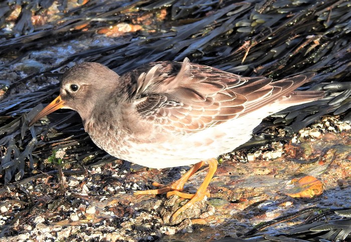 Purple Sandpiper