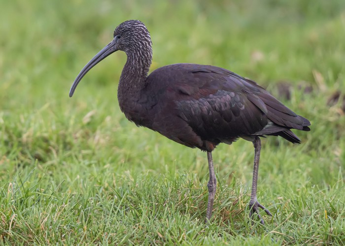 Glossy Ibis