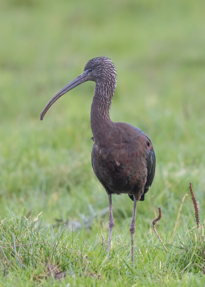 Glossy Ibis