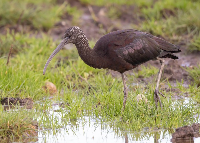 Glossy Ibis