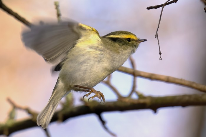Pallas's Warbler