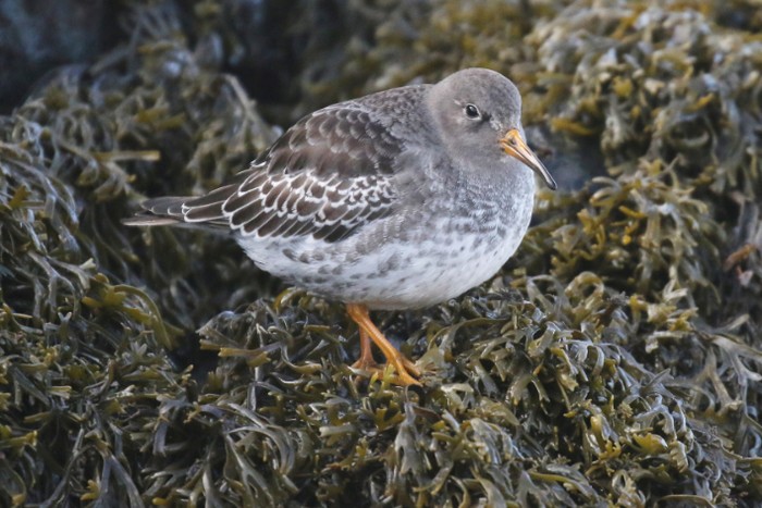 Purple Sandpiper