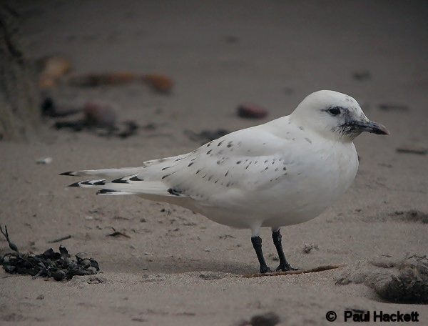 Ivory Gull
