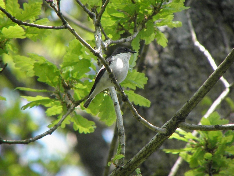 Pied Flycatcher