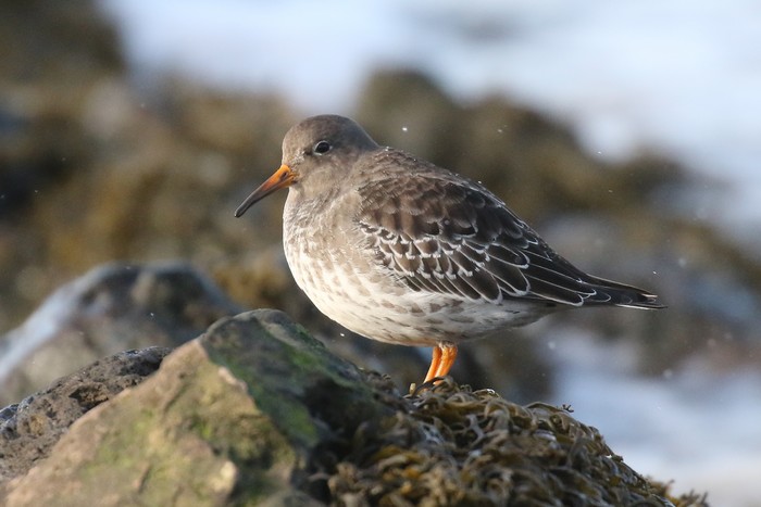 Purple Sandpiper