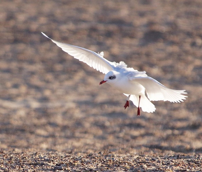 Mediterranean Gull