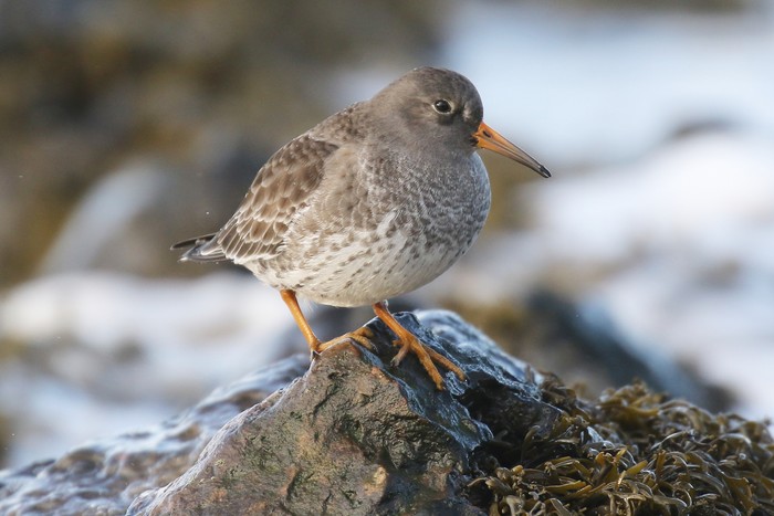Purple Sandpiper