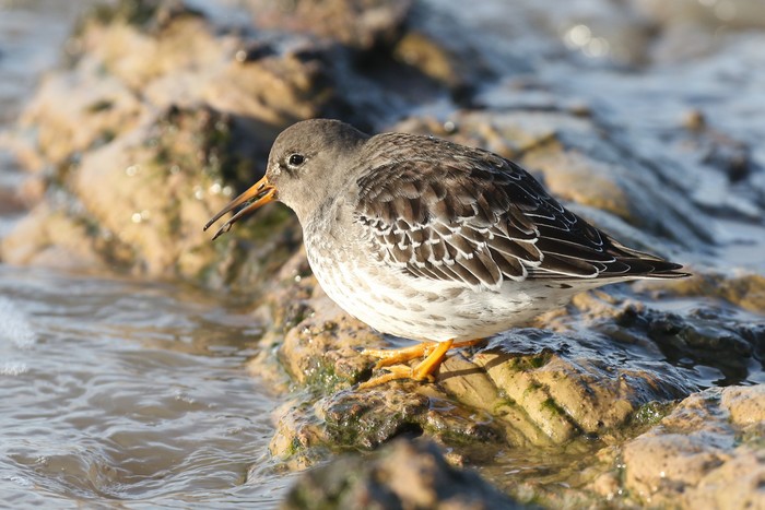 Purple Sandpiper
