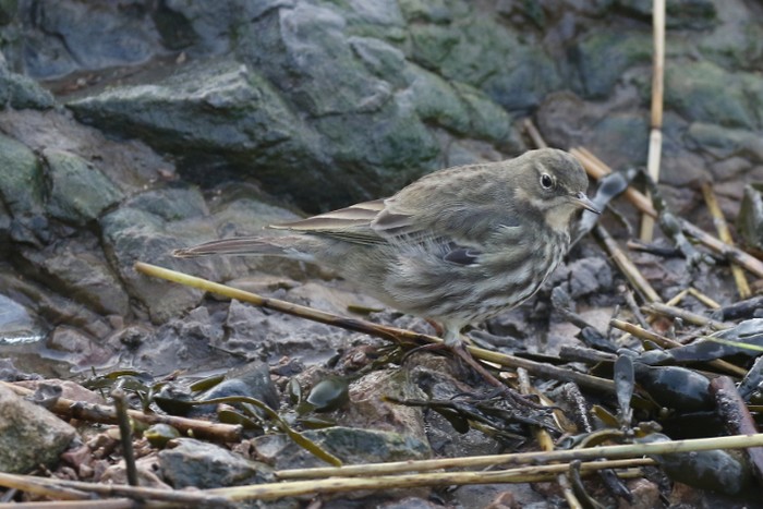 Rock Pipit