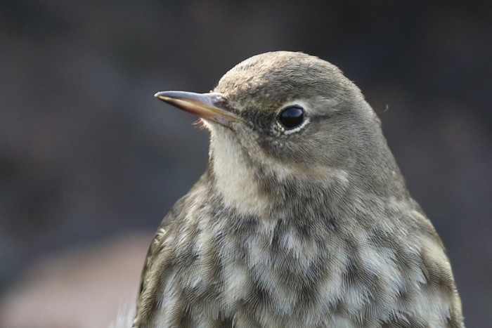 Rock Pipit