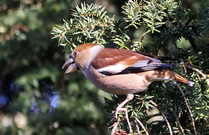 Hawfinch