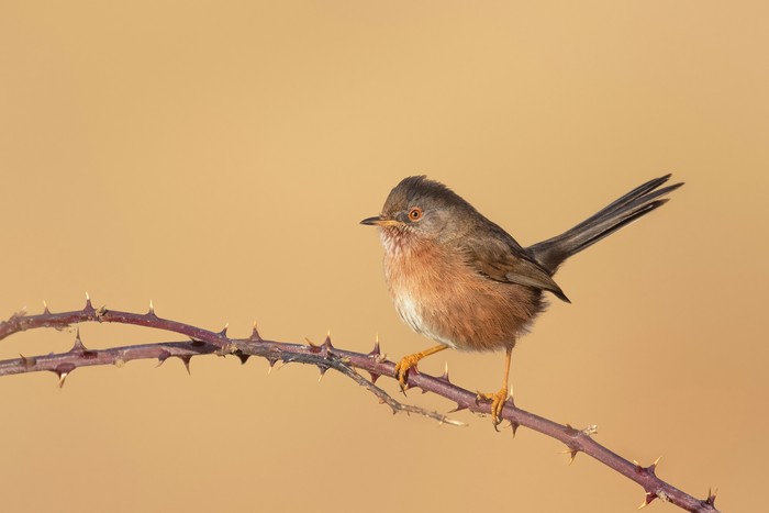 Dartford Warbler