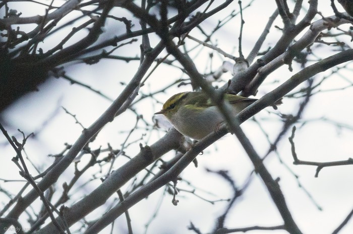 Pallas's Warbler