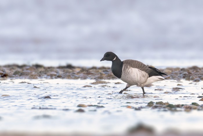 Pale-bellied Brent Goose