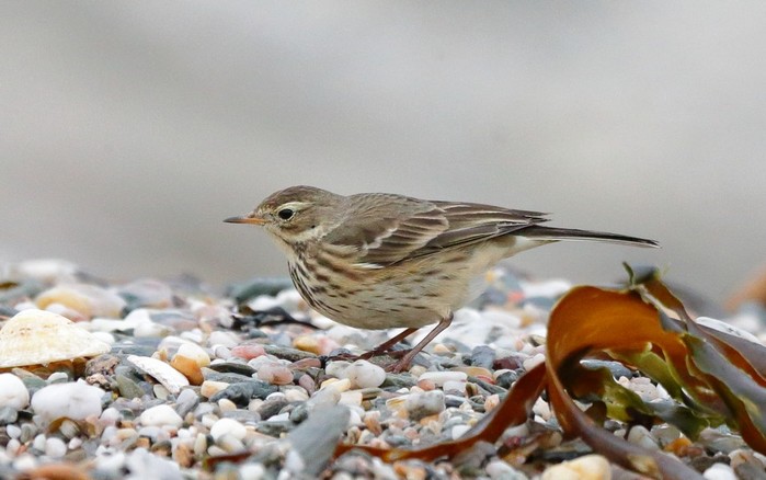 American Buff-bellied Pipit