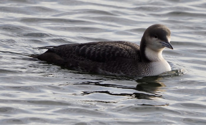 Pacific Diver