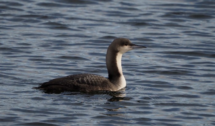 Pacific Diver
