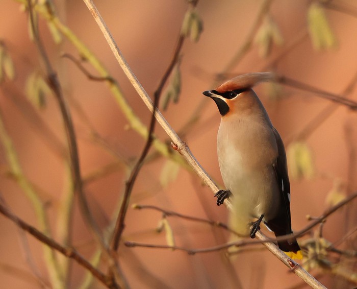 Waxwing