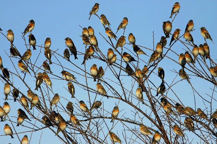 Brambling