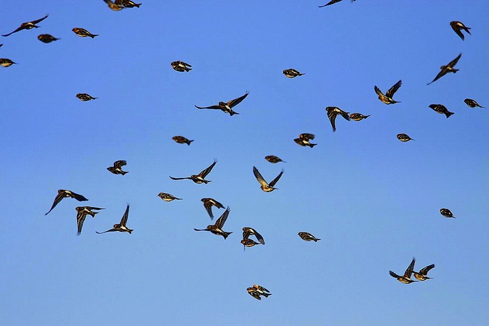 Brambling