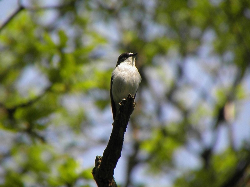 Pied Flycatcher