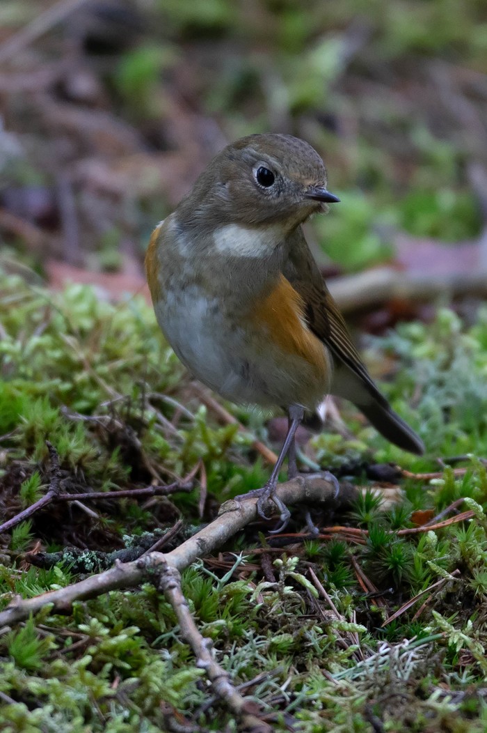 Red-flanked Bluetail