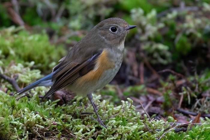 Red-flanked Bluetail