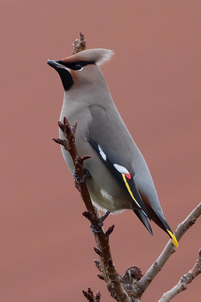 Waxwing