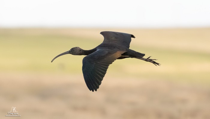 Glossy Ibis