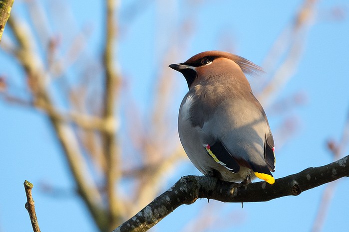 Waxwing