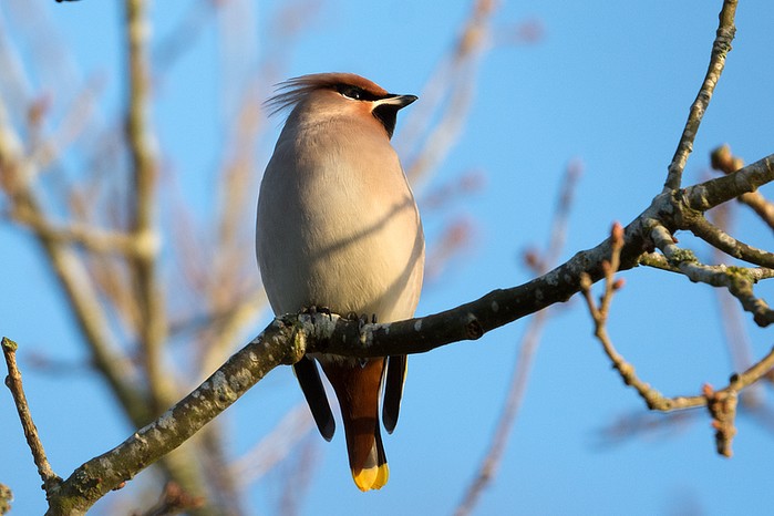 Waxwing