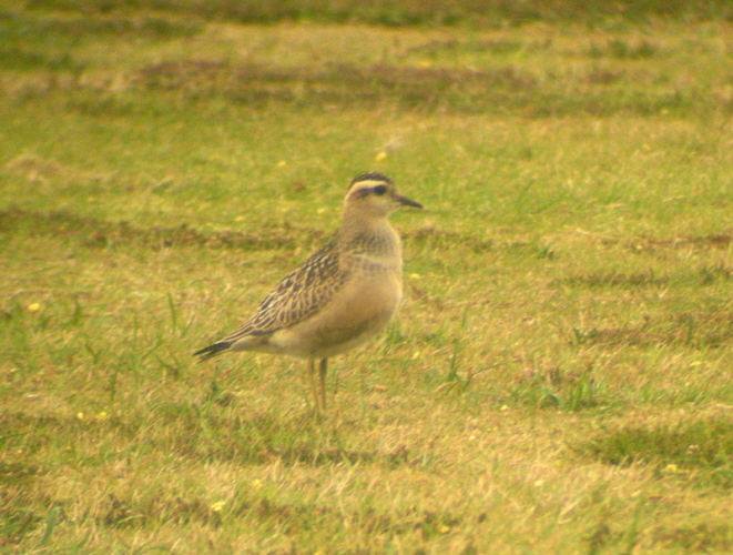 Dotterel