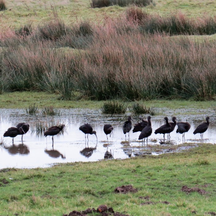 Glossy Ibis