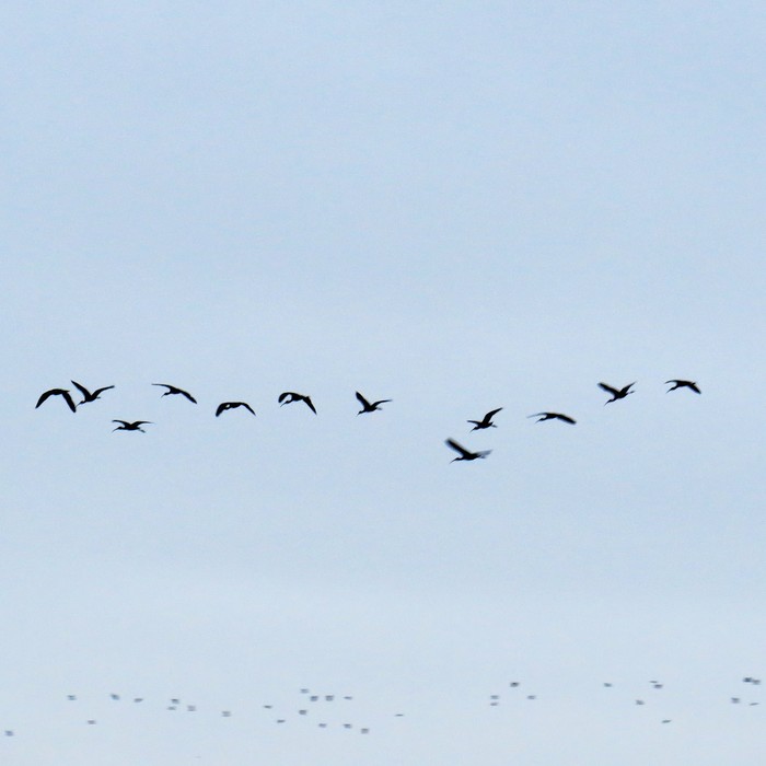 Glossy Ibis