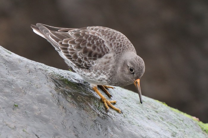 Purple Sandpiper