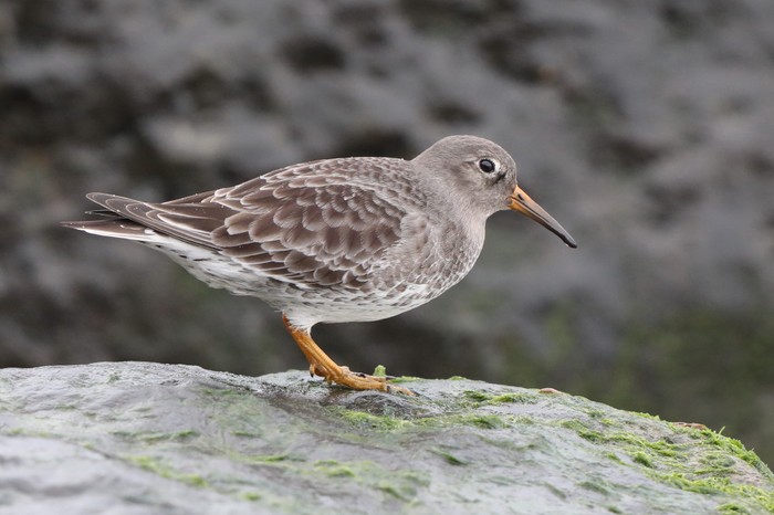 Purple Sandpiper