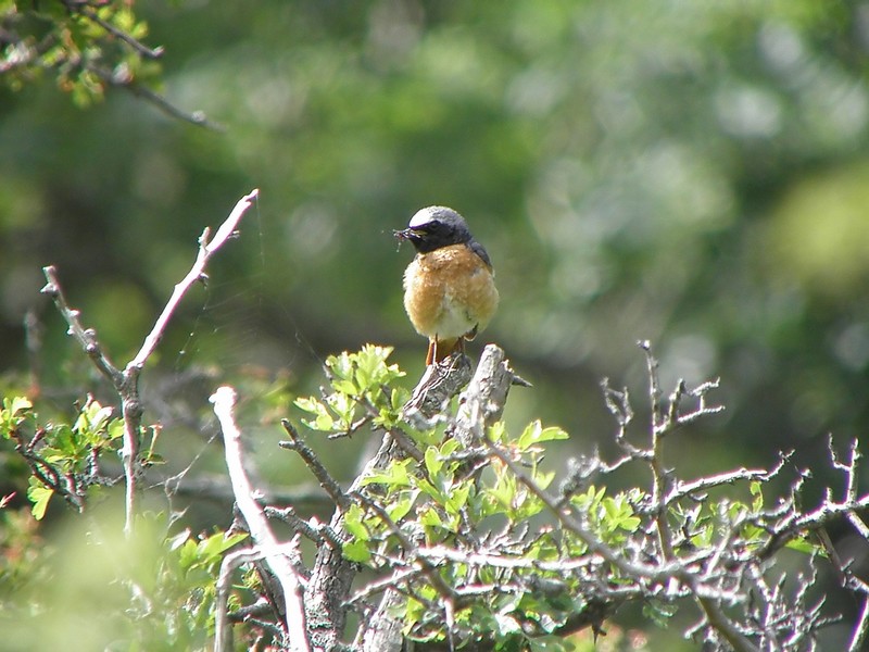 Redstart