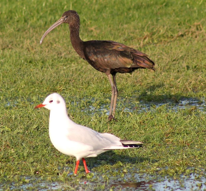 Glossy Ibis