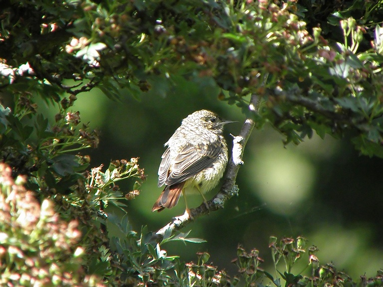 Redstart