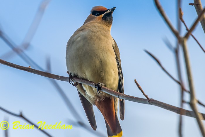 Waxwing