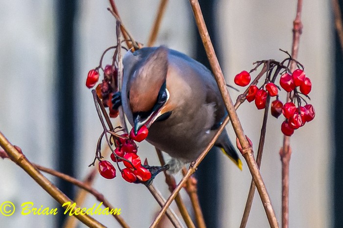 Waxwing