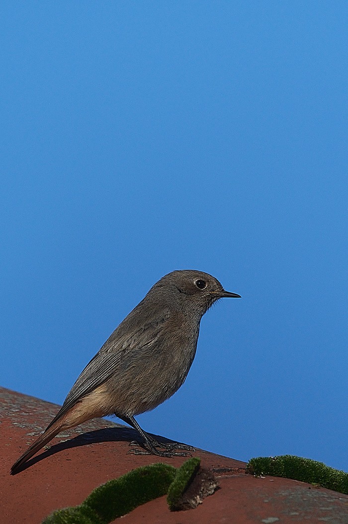 Black Redstart