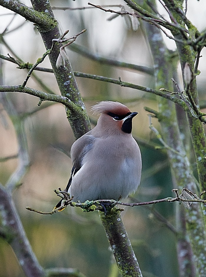 Waxwing