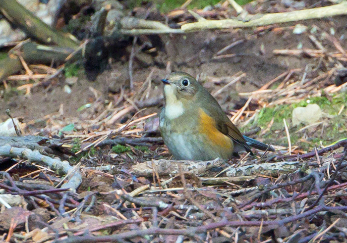 Red-flanked Bluetail