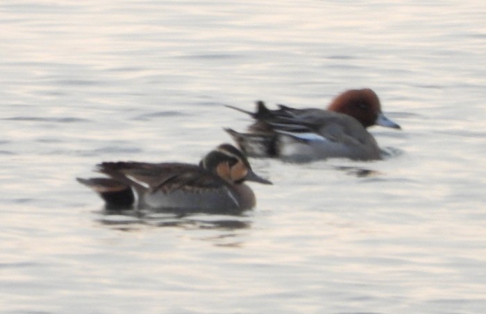 Baikal Teal