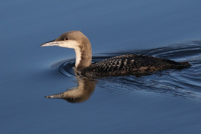 Pacific Diver